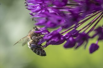 Honey bee (Apis mellifera) on ornamental leek (Allium aflatuense), Emsland, Lower Saxony, Germany,