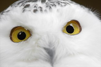 Snowy owl (Bubo scandiacus, Nyctea scandiaca), female, captive, North Rhine-Westphalia, Germany,