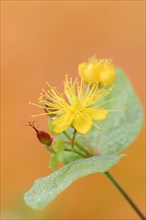 Sweet-amber (Hypericum androsaemum), flower, ornamental plant, North Rhine-Westphalia, Germany,