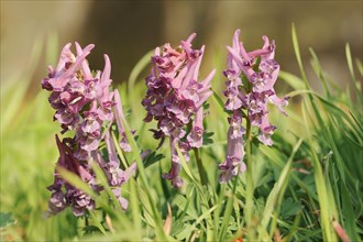 Corydalis solida (Corydalis solida), North Rhine-Westphalia, Germany, Europe