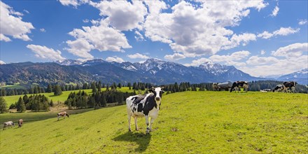 Cows on the pasture, Ostallgaeu, Allgaeu, Bavaria, Germany, Europe