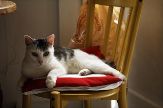 Cat on a chair, London, England, Great Britain