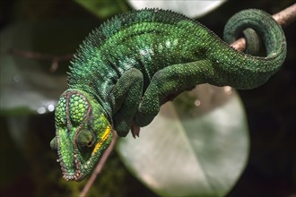 Panther Chameleon, terrarium in the Nuremberg Zoo, Nuremberg, Middle Franconia, Bavaria, Germany,