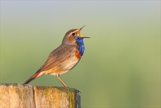 White-starred bluethroat (Luscinia svecica cyanecula), male, singing from a wooden fence post,