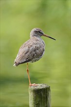 Common redshank (Tringa totanus), Lower Saxony, Germany, Europe