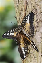 Parthenos sylvia brown (Parthenos sylvia brown), pair copulating, captive, occurring in Asia