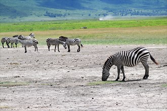 Zebras (Equus quagga), Ngorongoro Crater, Ngorongoro Conservation Area, Tanzania, Africa