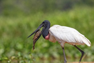 Jabiru (Jabiru mycteria) Pantanal Brazil