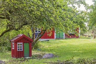 Small red wooden croft in a garden under an apple tree beside a old cottage, Sweden, Europe