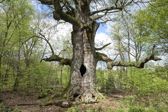 Old hut oak, pedunculate oak (Quercus robur), fireplace oak, Sababurg primeval forest, Hesse,