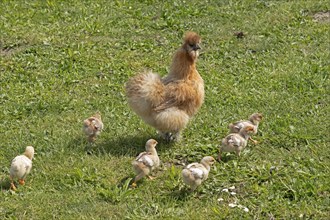 Silk hen with Wyandotte chick, hen, Wittorf, Samtgemeinde Bardowick, Lower Saxony, Germany, Europe