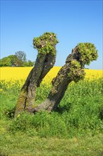 Pruned willow tree at a feld with flowering rapeseed (Brassica napus) and blue sky in Roegla, Ystad