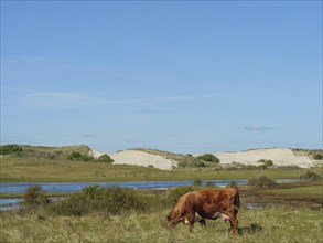 A brown cow grazing on a pasture under a clear blue sky with dunes and plants, cow in the dunes in