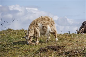 A sheep grazes on a green meadow while clouds pass by in the sky, grazing goats in a heath