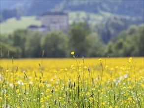 Meadow with tall buttercups (Ranunculus acris), buttercup, common buttercup, near Irdning, Ennstal,