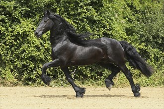 Friesian, Friesian horse, running