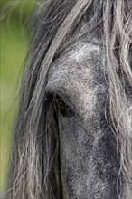 Andalusian, Andalusian horse, eye, mane