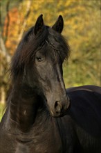 Friesian, Friesian horse