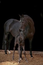 Hanoverian, mare with foal