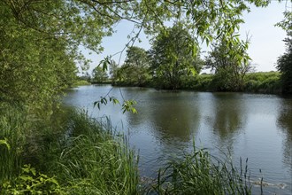 Trees on the riverbank, Boize, Boizenburg, Mecklenburg-Vorpommern, Germany, Europe