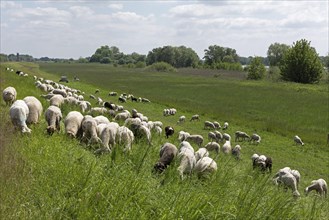 Sheep grazing on the dyke near Boizenburg, Mecklenburg-Western Pomerania, Germany, Europe