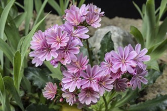 Bitterroot (Lewisia cotyledon), Emsland, Lower Saxony, Germany, Europe