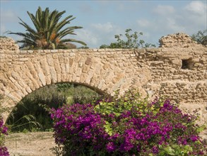 Purple flowering plants in front of a historic stone arch and palm trees in the background, Purple