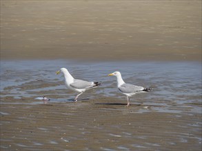 Two seagulls standing next to each other on the beach and looking at a fish, quarrelling seagulls