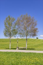 Wayside cross with bench on a path, birch trees, Allgaeu Alps, Ostallgaeu, near Buching, Allgaeu,