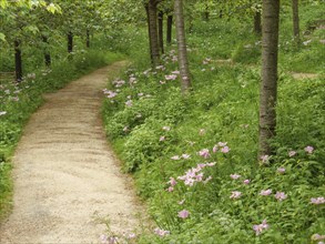 A path through a park surrounded by trees, green meadows and pink flowers, small, winding path