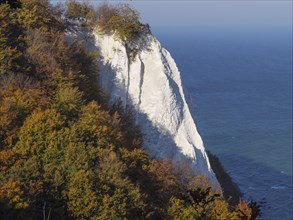White chalk cliff, surrounded by autumnal coloured trees and the blue sea, autumnal foliage and