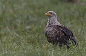 White-tailed eagle (Haliaeetus albicilla), adult bird sitting in a meadow, Lusatia, Saxony,