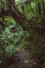 Hike through a forest in New Zealand