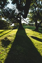 A large, old tree casts shadows on a green lawn, broken up by rays of sunlight. Madeira, Portugal,