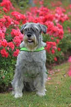 Schnauzer, middle schnauzer, stands in the rose bed