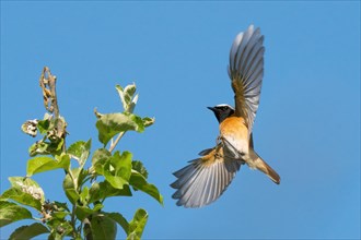 A common redstart (Phoenicurus phoenicurus), male, approaching its singing perch against a clear