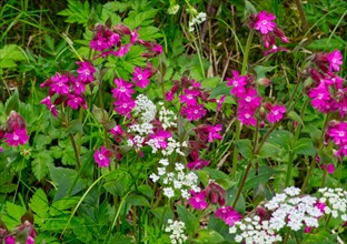 Red campions (Silene dioica) in the forest