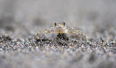 Small crab camouflaging itself in the sand, Tortuguero National Park, Costa Rica, Central America