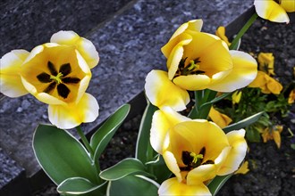 Yellow tulip (Tulipa), Bavaria, Germany, Europe
