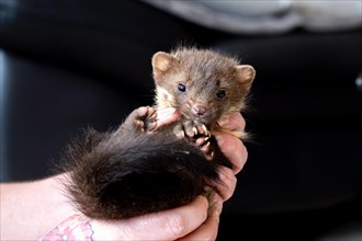 Beech marten (Martes foina), practical animal welfare, young animal is examined after arrival at a