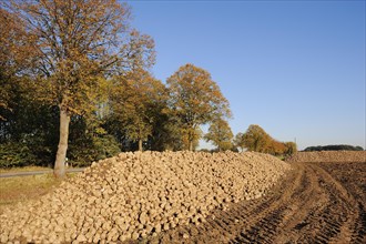 Harvested sugar beet (Beta vulgaris ssp. vulgaris var. altissima), sugar beet harvest,