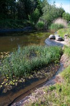 Pond in a natural garden, practical nature conservation, biotope for insects, amphibians and birds,