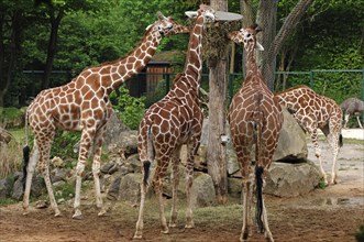 Three reticulated giraffes, Giraffa camelopardalis reticulata, eating from a basket hanging high in