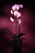 Pink orchid (Phalaenopsis) on dark purple background