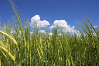Lush green grain field, barley, under a bright blue sky with white clouds, Natternberg, Bavaria,