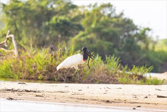 Jabiru (Jabiru mycteria) Pantanal Brazil