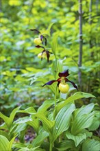 Lady's-slipper orchid (Cypripedium calceolus) blooming in a forest