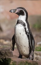 Humboldt penguin (Spheniscus humboldti) standing on a rock, occurrence in South America, captive,
