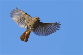 A black redstart (Phoenicurus ochruros), female, in flight with outstretched wings against a clear