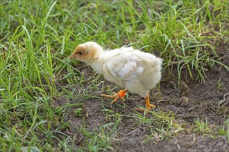 Wyandotte chicks, Wittorf, Samtgemeinde Bardowick, Lower Saxony, Germany, Europe